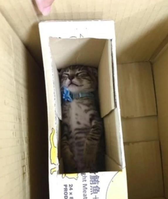赢金配资 流浪猫睡得四仰八叉吓坏路人，艾莉一摸松口气，网友：这睡姿绝了